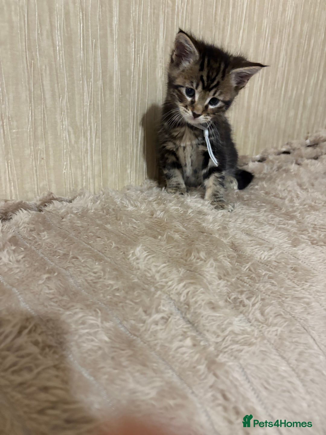 Maine Coon cats for sale: Maine Coon Type Kittens — Fluffy, Friendly - Advert 20