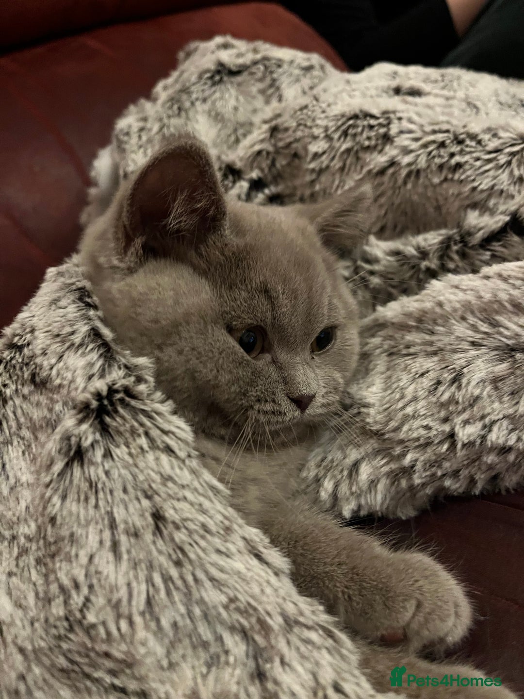 British Shorthair cats for sale: British short hair - lilac - 12 weeks old  - Image 3