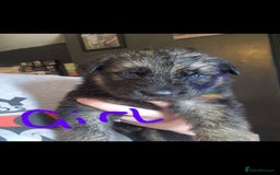Shepsky dogs for sale: 6 shepsky pups - Image 8