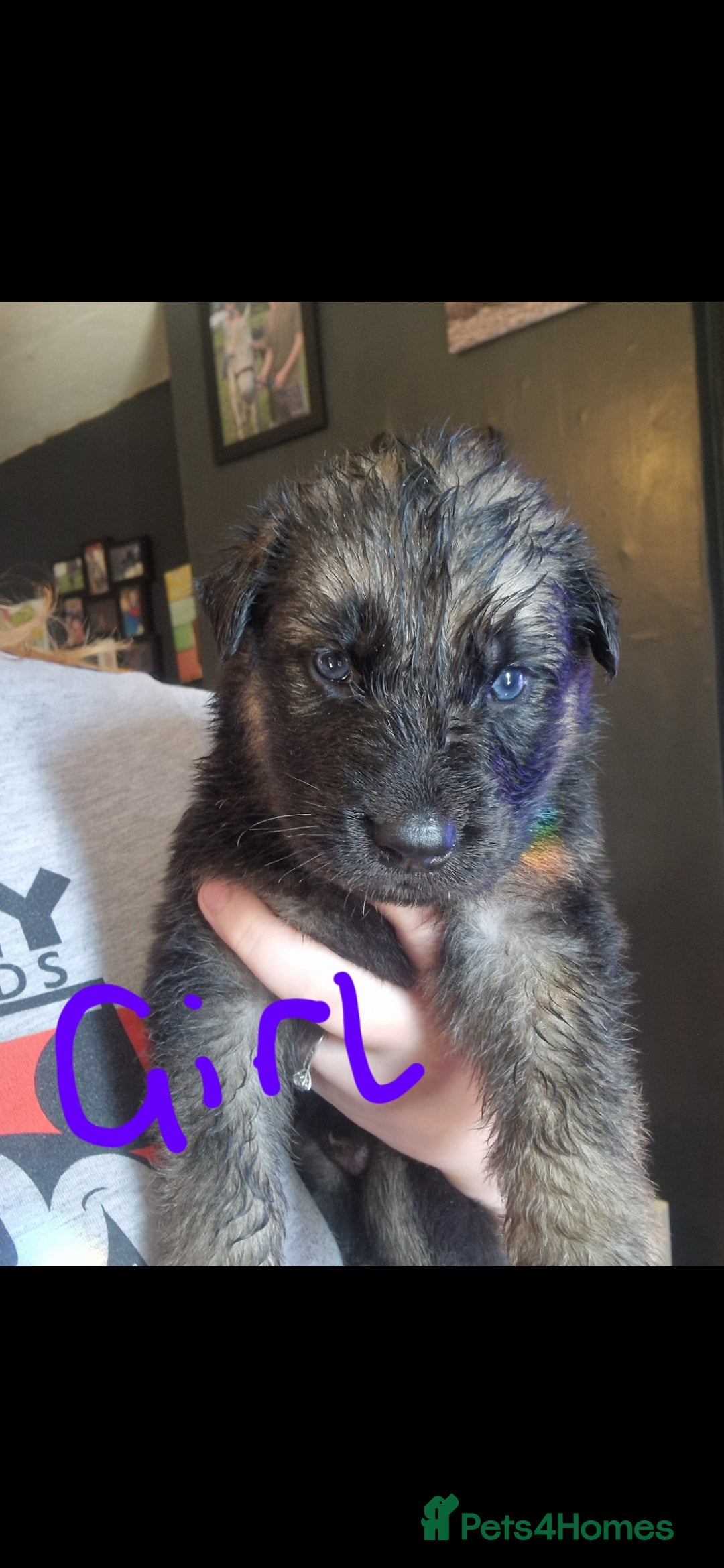 Shepsky dogs for sale: 6 shepsky pups - Image 8