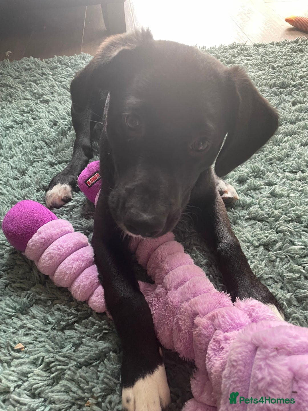 Borador dogs for sale: Labrador/border collie boy - Image 1