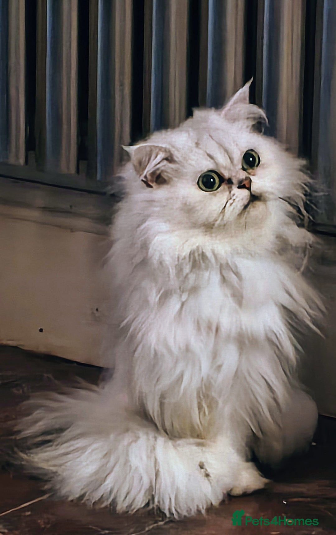 Persian cats for sale: 🍀Shaded Silver girl gentle and affectionate - Advert 1