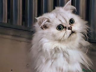 Persian cats 🍀Shaded Silver girl gentle and affectionate - Advert 1