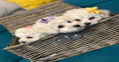 Bichon Frise dogs - Advert 13