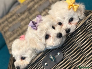 Bichon Frise dogs ✨ Bichon Frisé Puppies from Champion Bloodlines ✨ - Advert 14