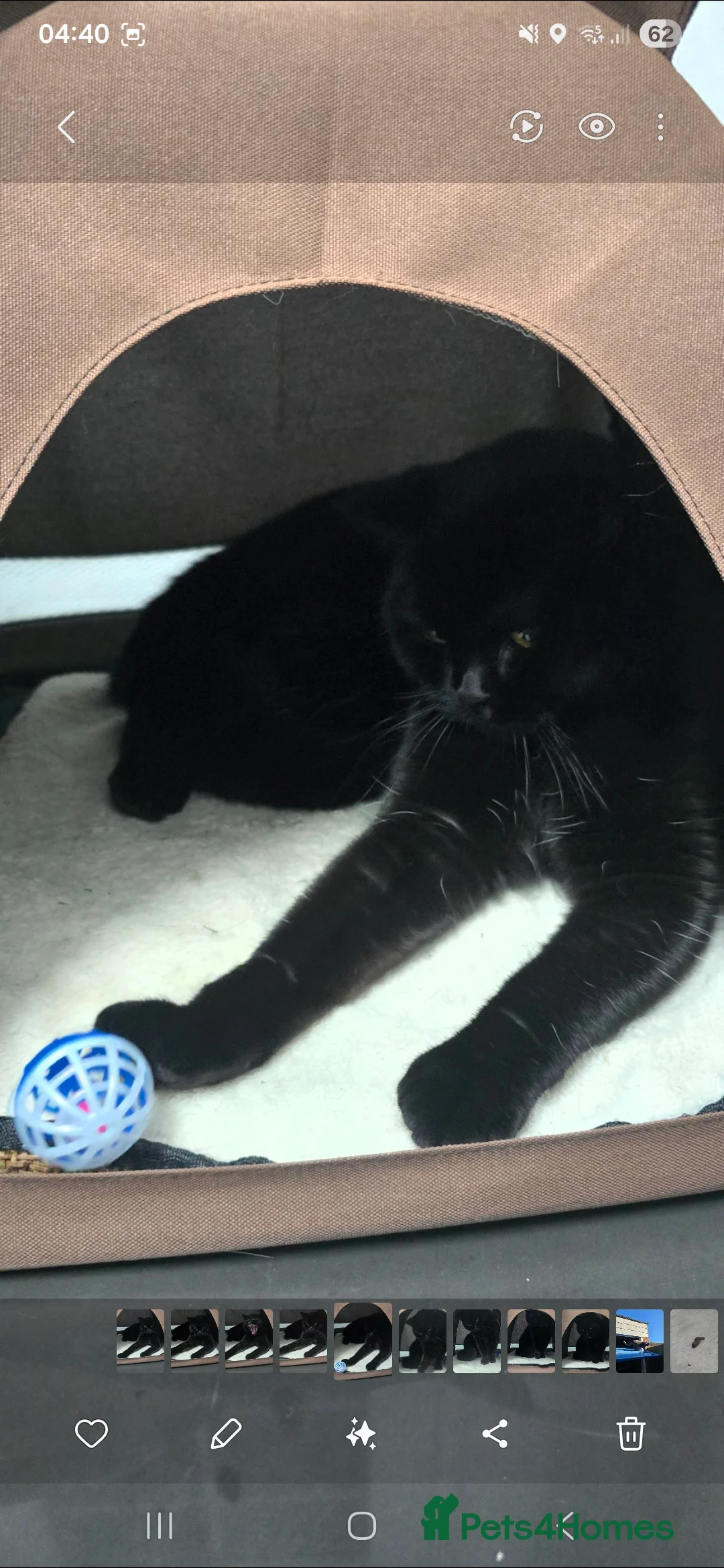 British Shorthair cats for sale: Black British short hair kitten - Advert 7