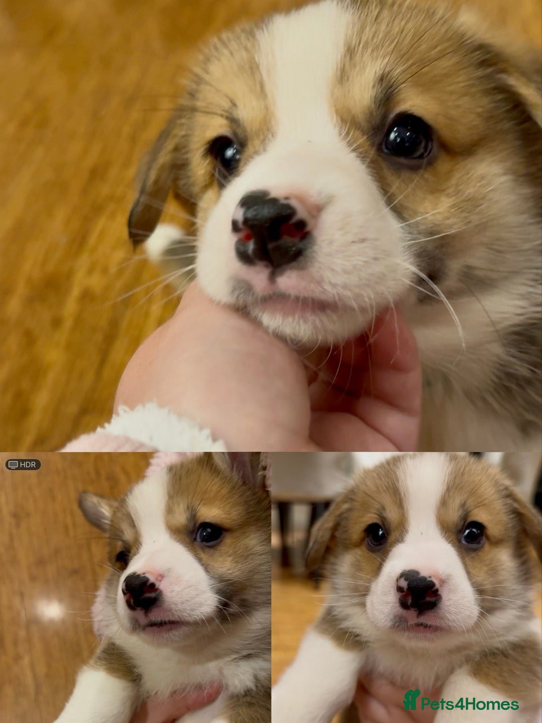 Welsh Corgi Pembroke dogs for sale: Bred type - welsh corgi - Image 2
