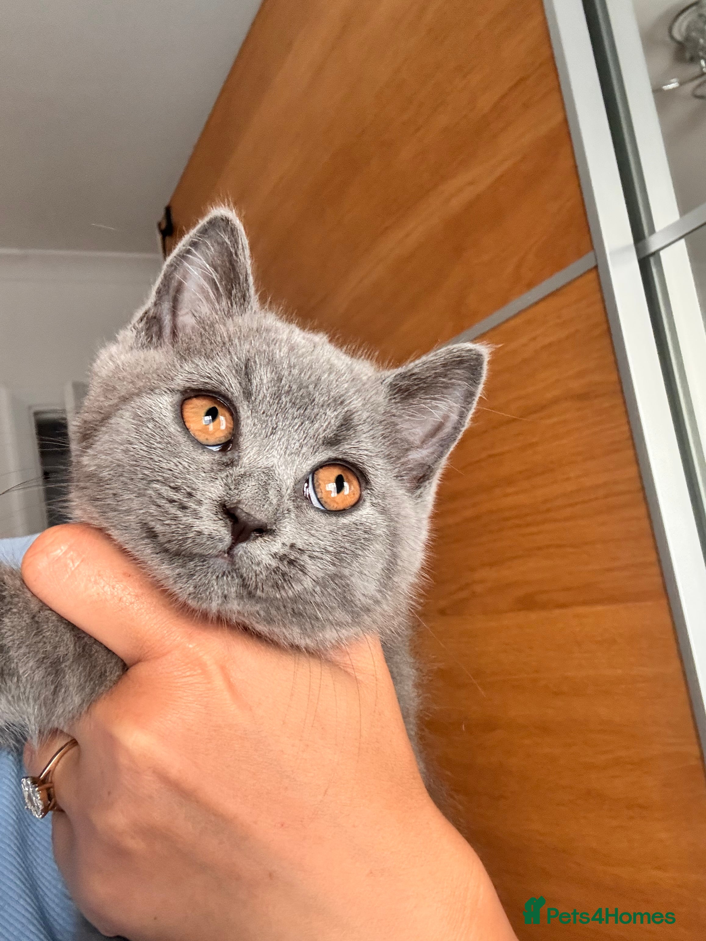 British Shorthair cats 1 Beautiful Girl left - Advert 2