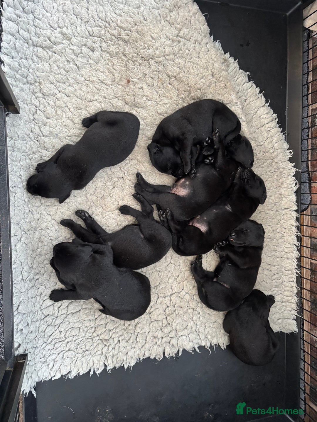 Labrador Retriever dogs for sale: Pedigree working line Labrador puppies  - Advert 3