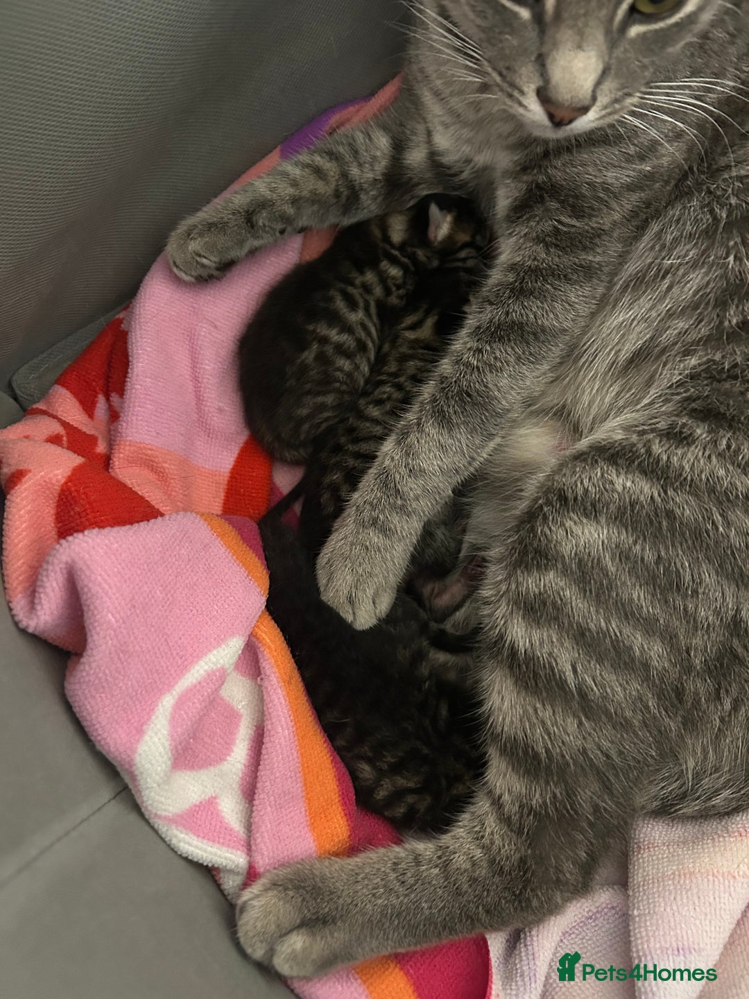 Domestic Shorthair cats for sale: Kittens  - Image 6