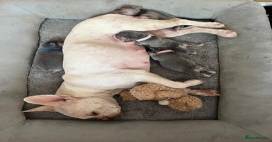 French Bulldog dogs French bulldogs - Advert 4