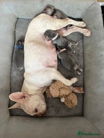 French Bulldog dogs French bulldogs - Advert 4