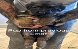 German Shepherd dogs for sale: Beautiful purebred German shepherd puppies - Image 32