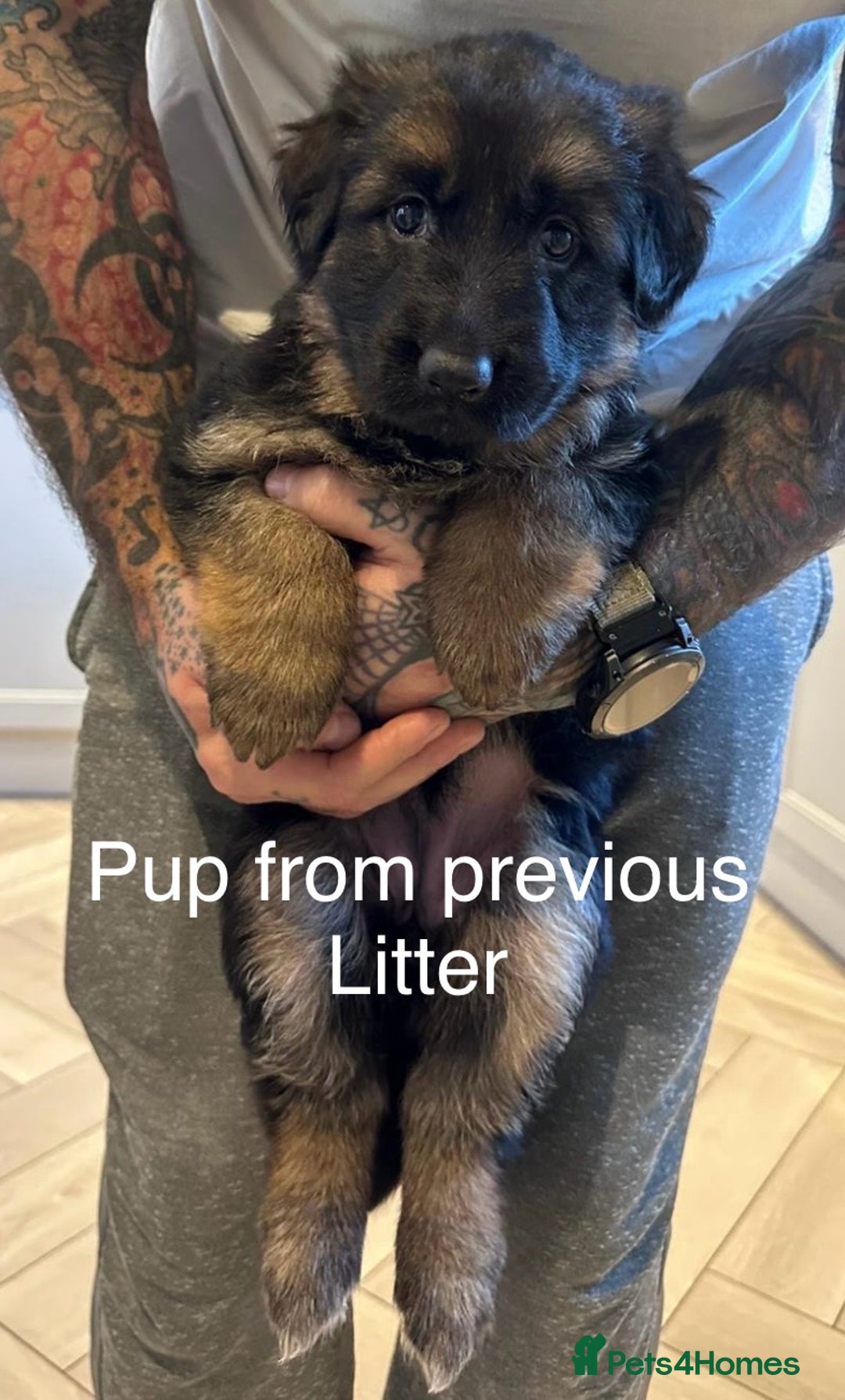 German Shepherd dogs for sale: Beautiful purebred German shepherd puppies - Image 32