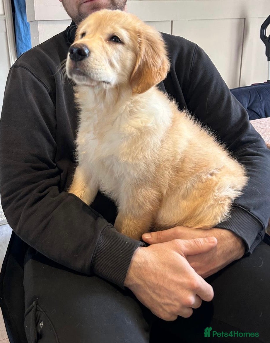 Golden Retriever dogs KC Registered Chunky Golden Retriever Puppies - Advert 15