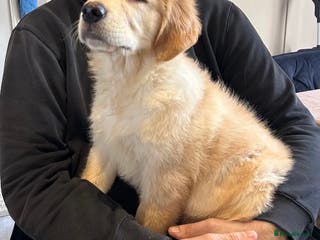 Golden Retriever dogs KC Registered Chunky Golden Retriever Puppies - Advert 15