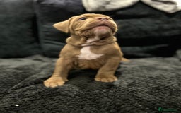 American Bully dogs for sale: Pocket bullies  ready to leave!! (Reduced) - Image 8
