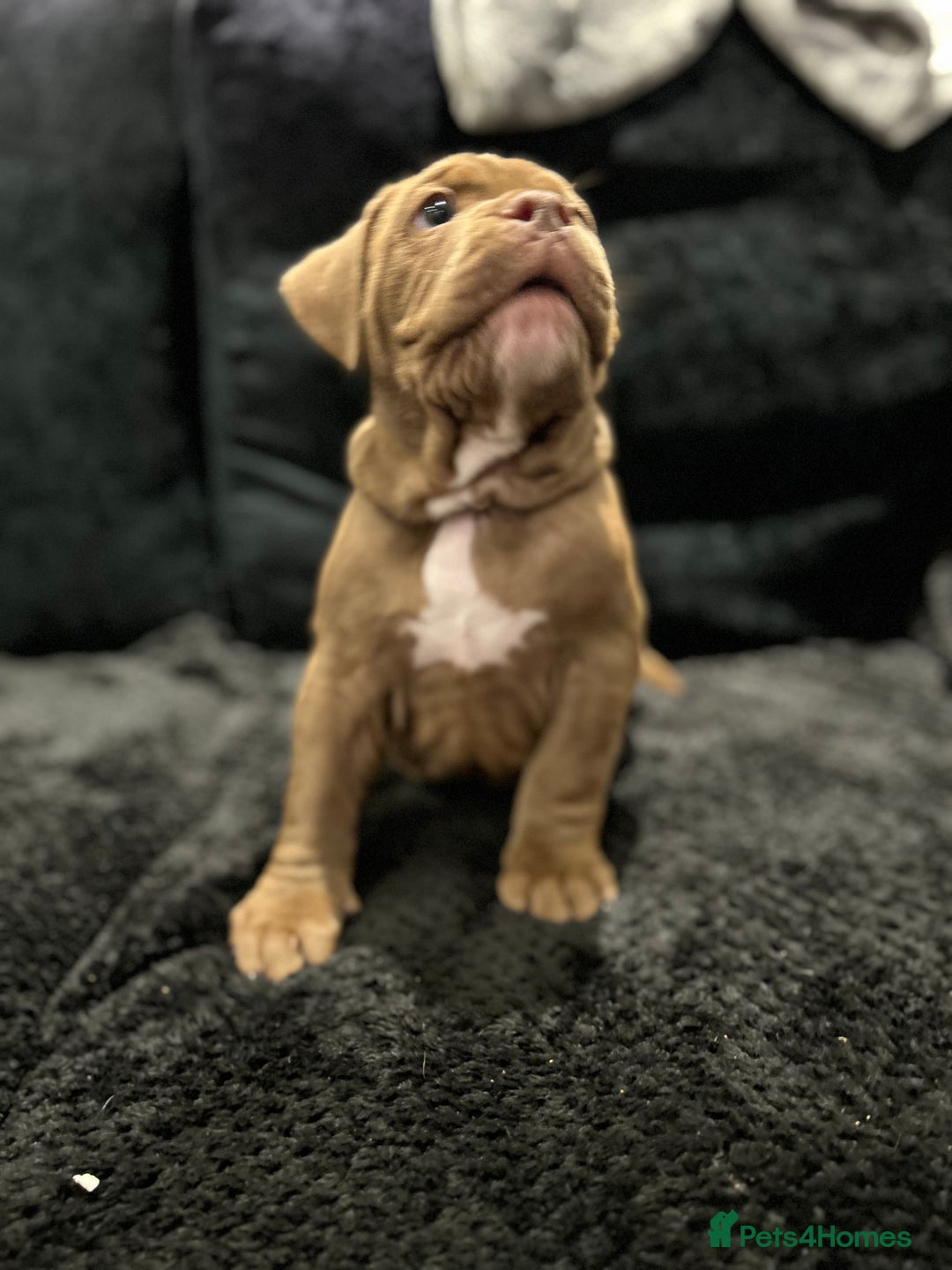 American Bully dogs for sale: Pocket bullies  ready to leave!! (Reduced) - Image 8