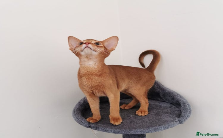 Abyssinian cats in Lincoln - Advert 3