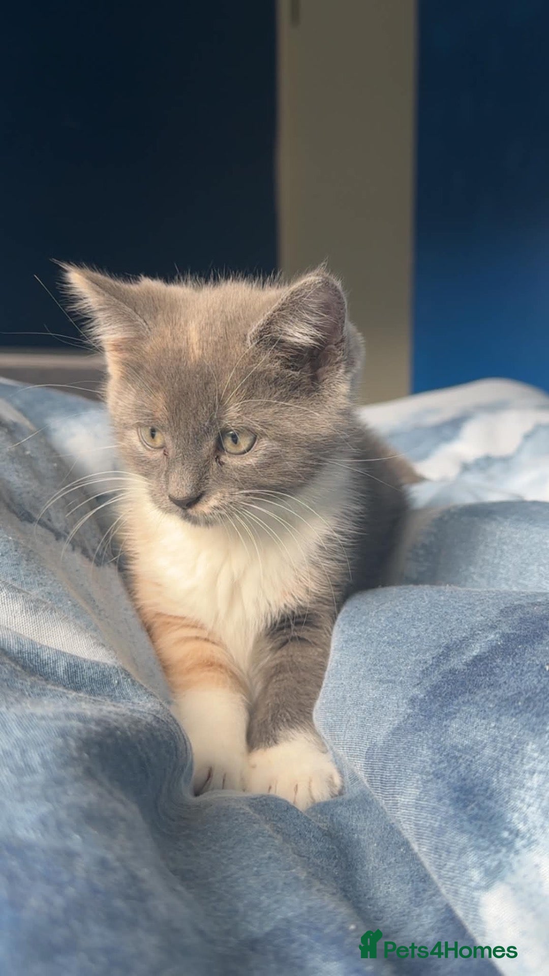 Mixed Breed cats Last girl looking for forever home - Advert 5