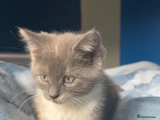 Mixed Breed cats Last girl looking for forever home - Advert 5