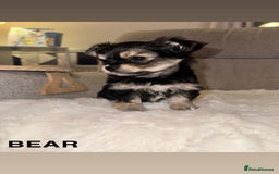 Mixed Breed dogs for sale: Yorkie chihuahua pups for sale  - Image 7