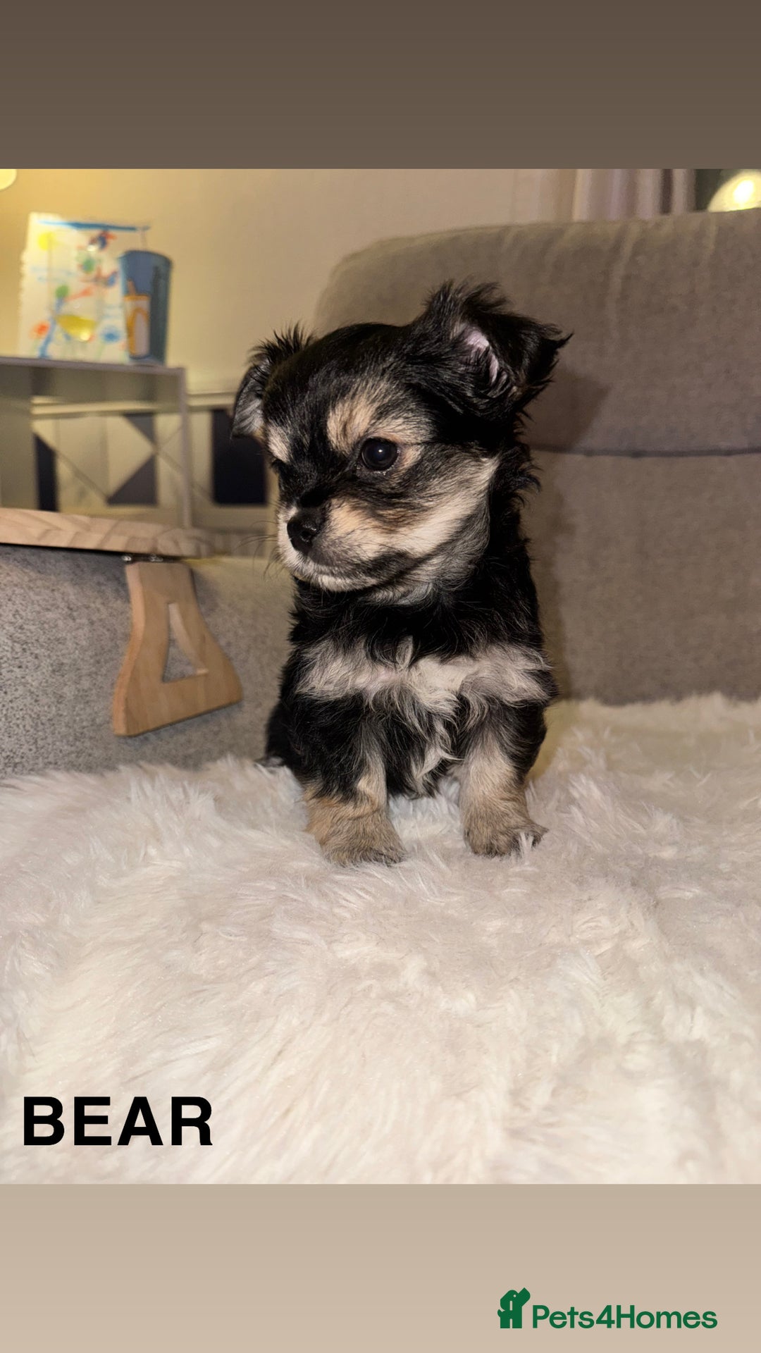 Mixed Breed dogs for sale: Yorkie chihuahua pups for sale  - Image 7