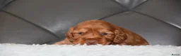 Cocker Spaniel dogs for sale: Kc Reg Show Type Cocker Spaniel  Health Tested - Advert 26