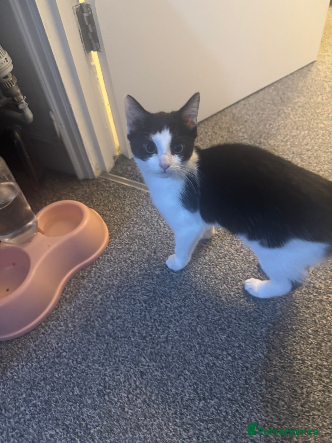 Mixed Breed cats for sale: Very loving and cuddly kitten - Advert 5