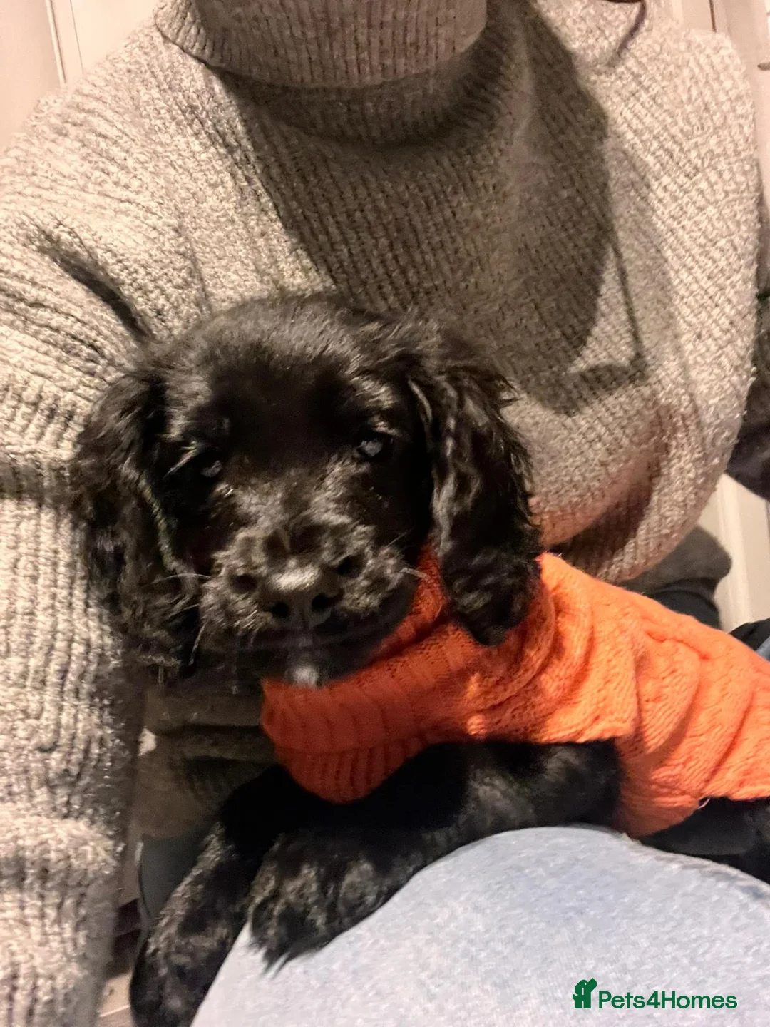 Cocker Spaniel dogs for sale: 5-Month-Old Female Cocker Spaniel Puppy  - Advert 5