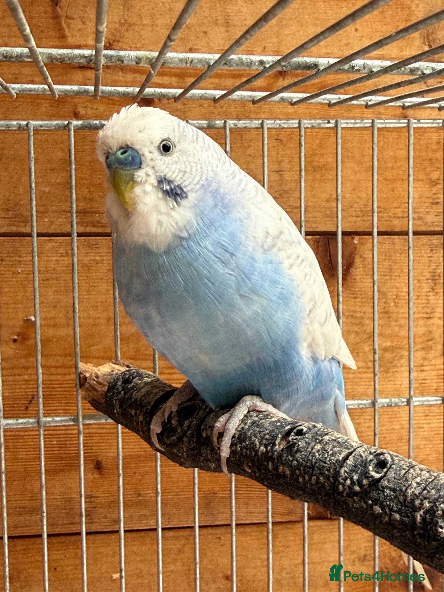 Budgerigars birds Male Budgies Exchange - Advert 16
