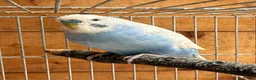 Budgerigars birds for sale: Male Budgies Exchange - Advert 1