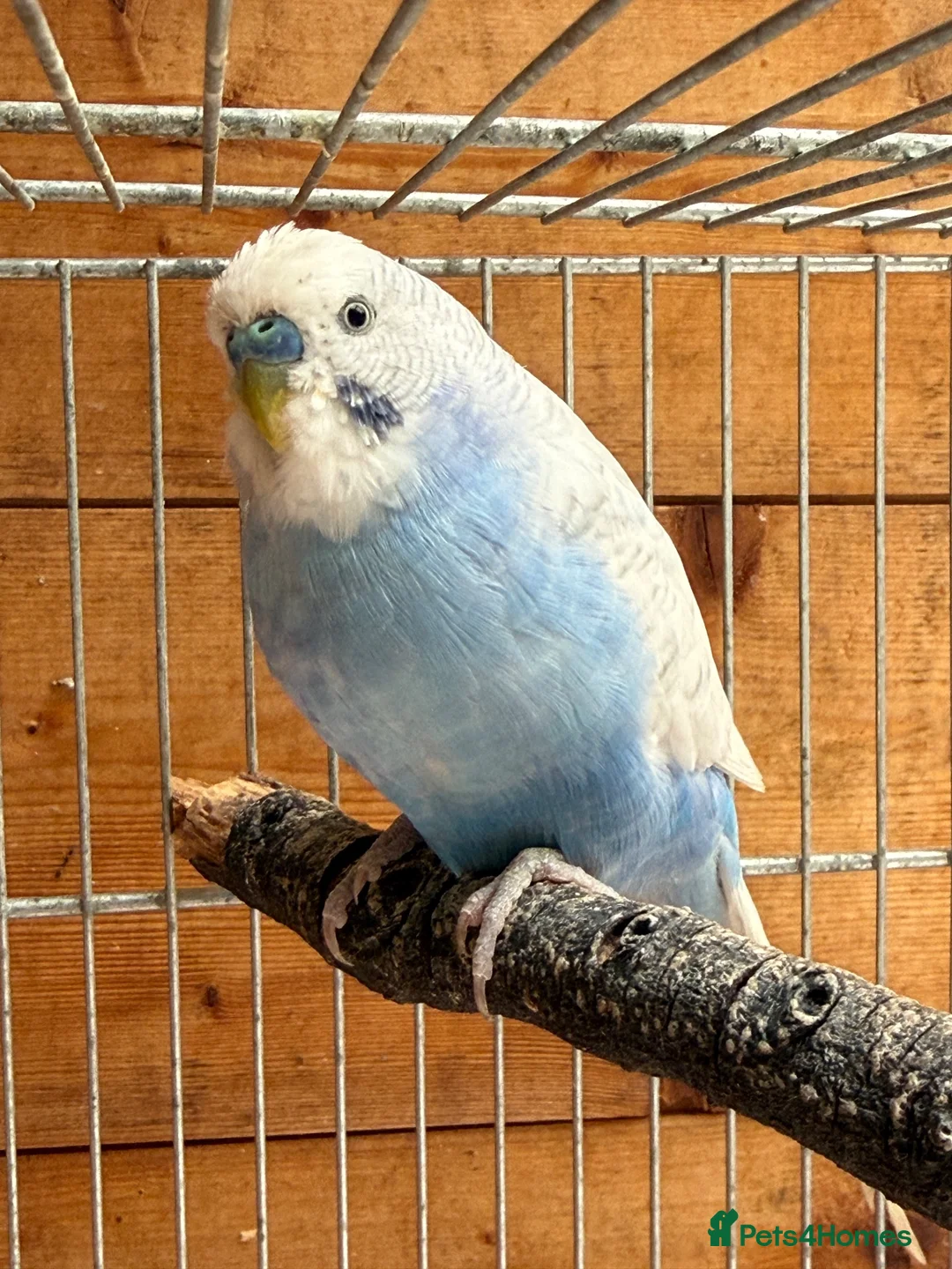 Budgerigars birds for sale: Male Budgies Exchange - Advert 1