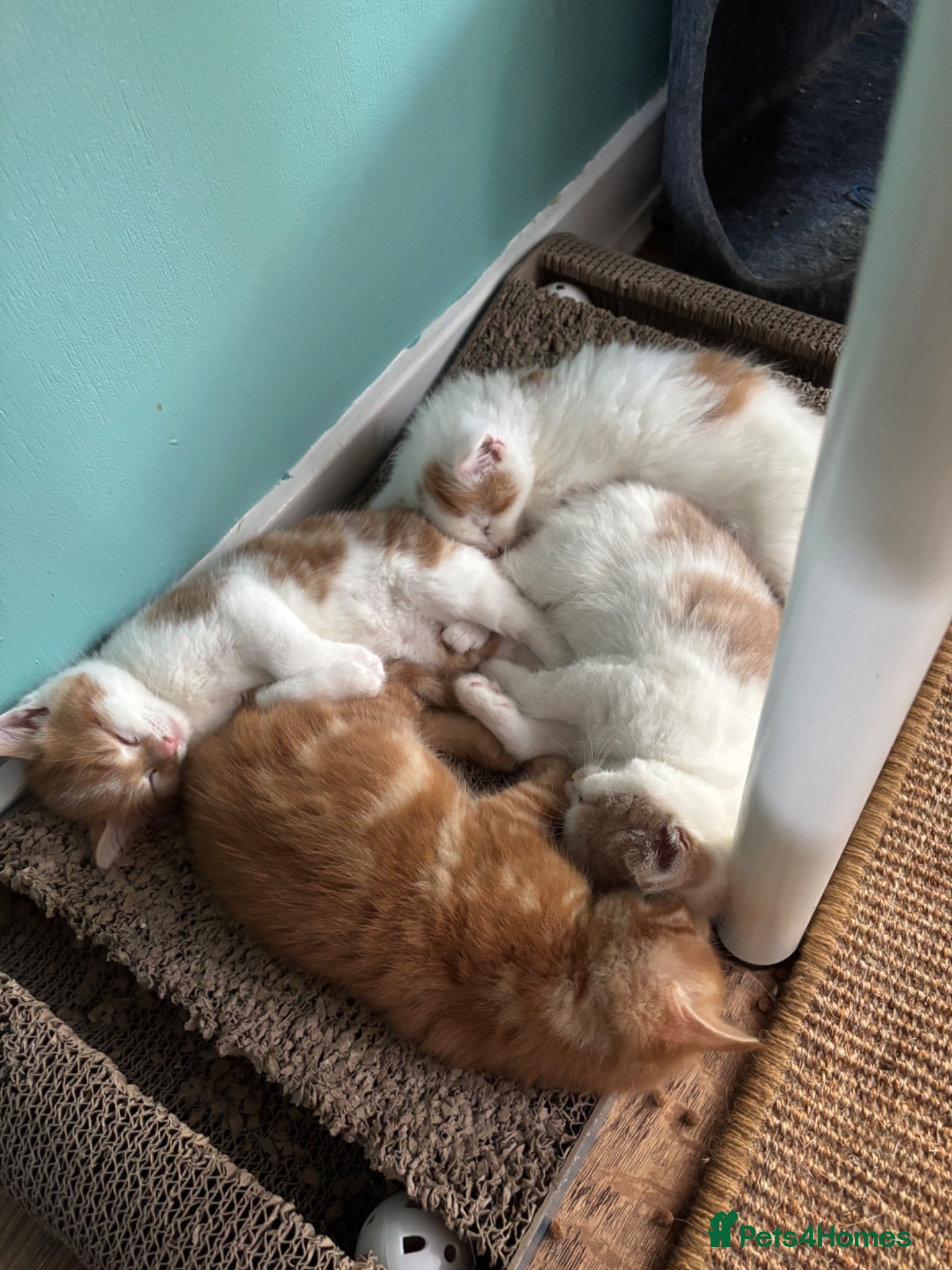 Maine Coon cats Beautiful Mix kittens - Advert 17