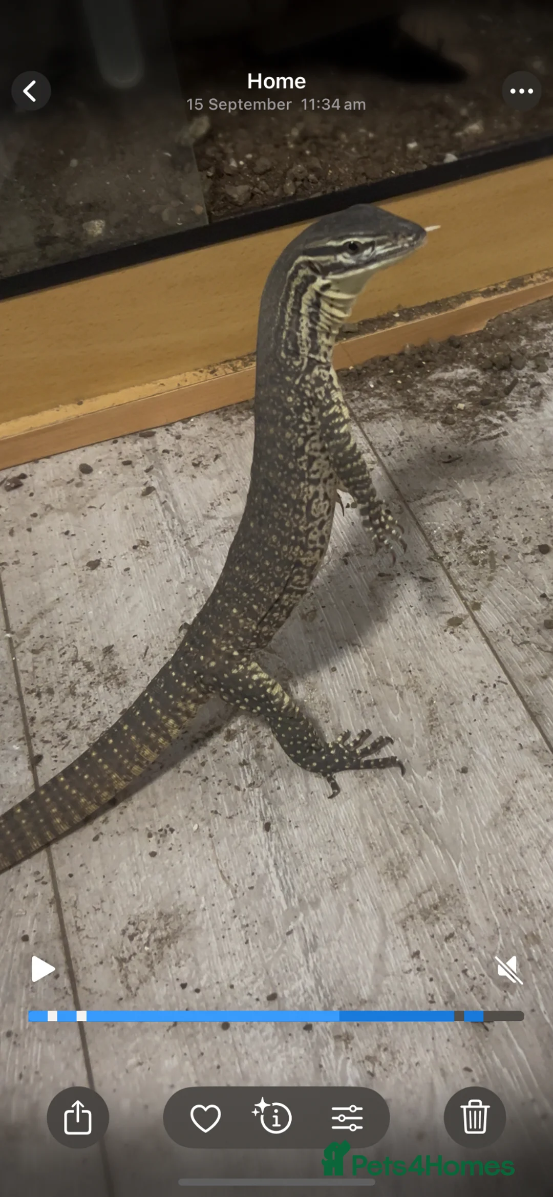 Monitor reptiles for sale: Argus Monitor Lizard  - Advert 2