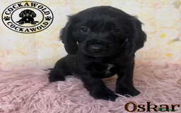 Cocker Spaniel dogs for sale: 🖤 Quality Cocker Spaniels 🖤 Ready Now 🖤 - Image 24