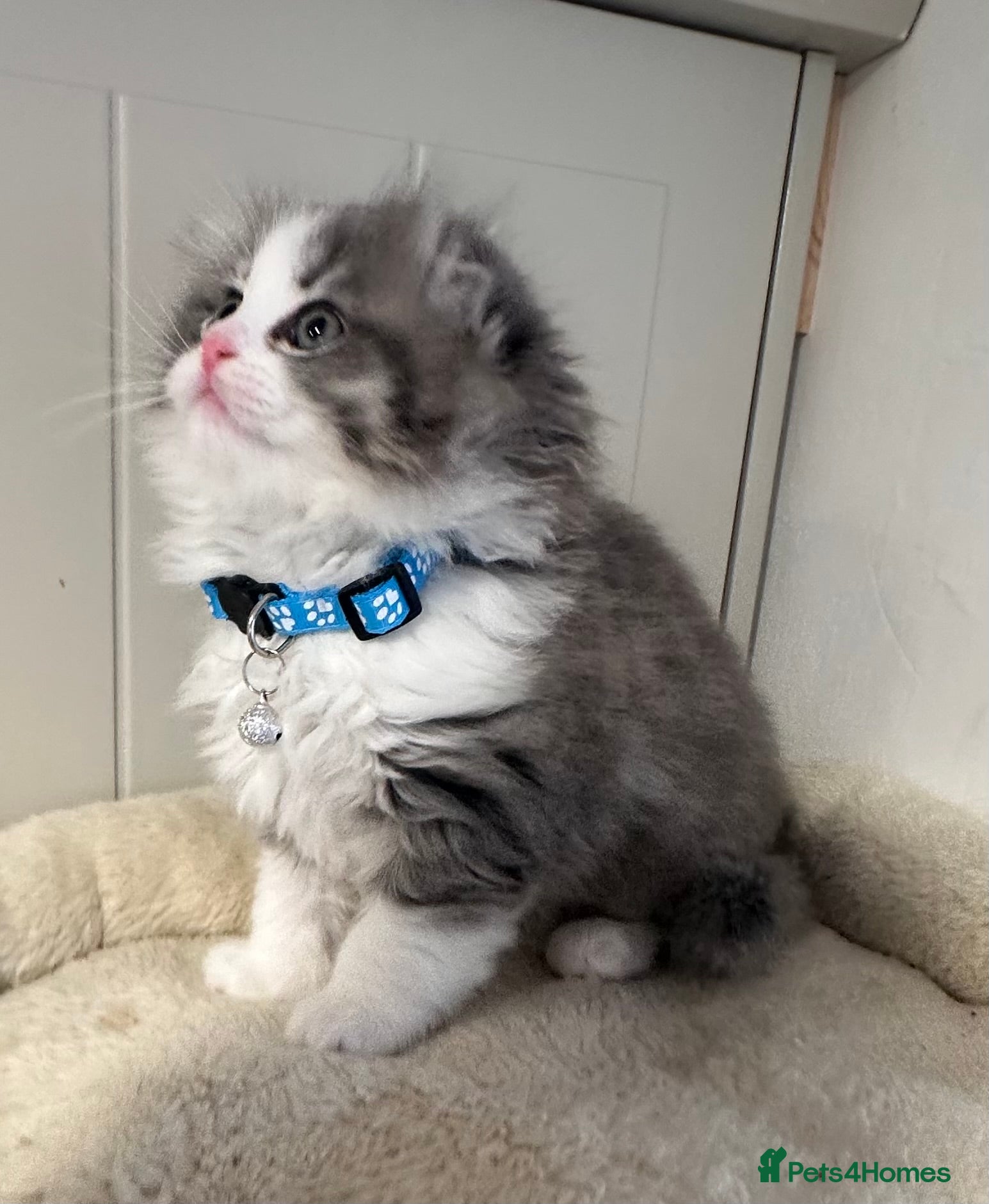 Scottish Fold cats Stunningly Gorgeous Scottish Fold kitchens - Advert 13