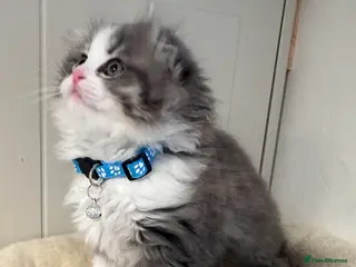 Scottish Fold cats Stunningly Gorgeous Scottish Fold kitchens - Advert 11