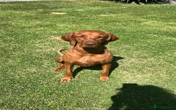 Mixed Breed dogs for sale: Vizslador puppies - Image 7
