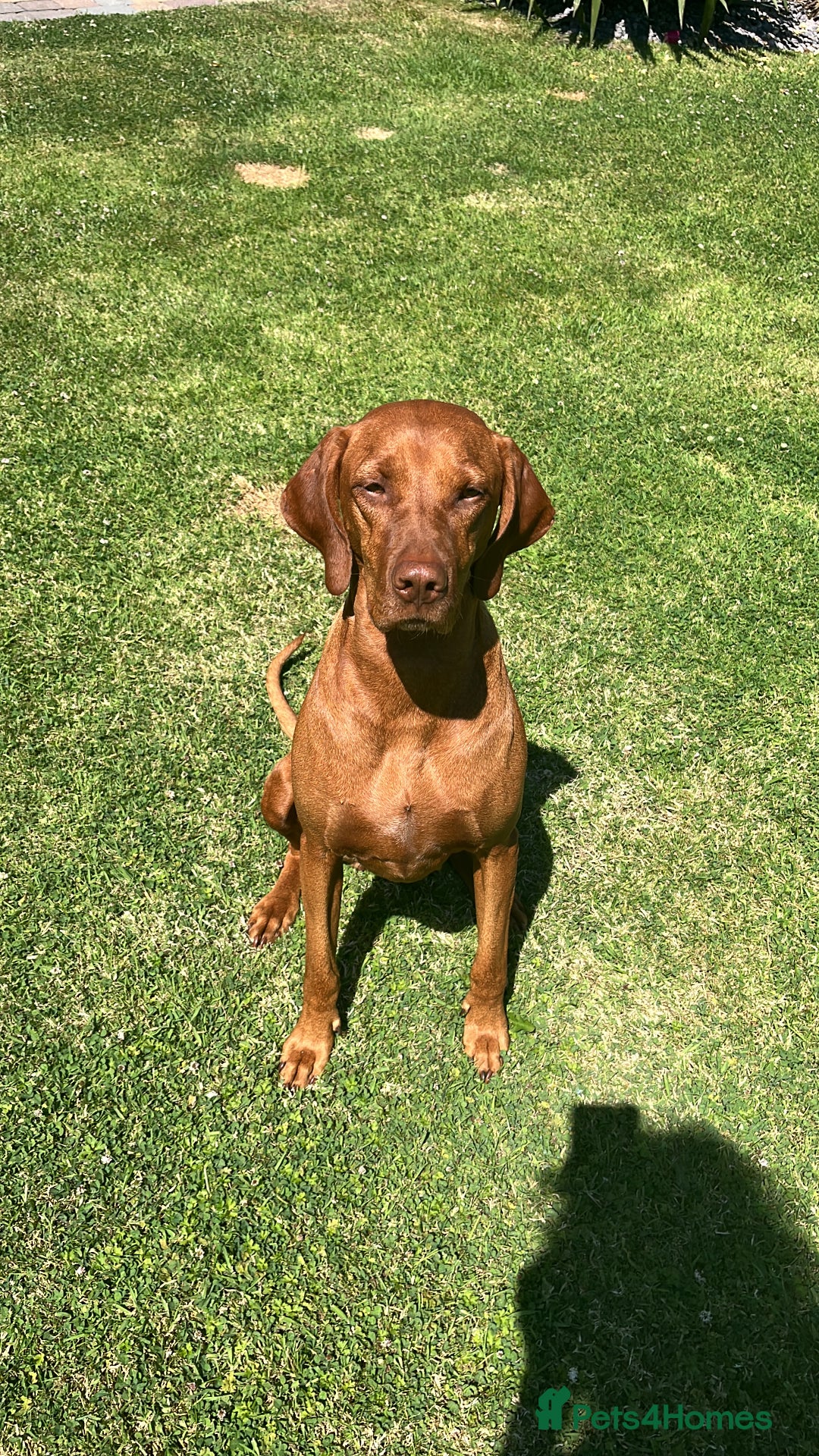 Mixed Breed dogs for sale: Vizslador puppies - Image 7