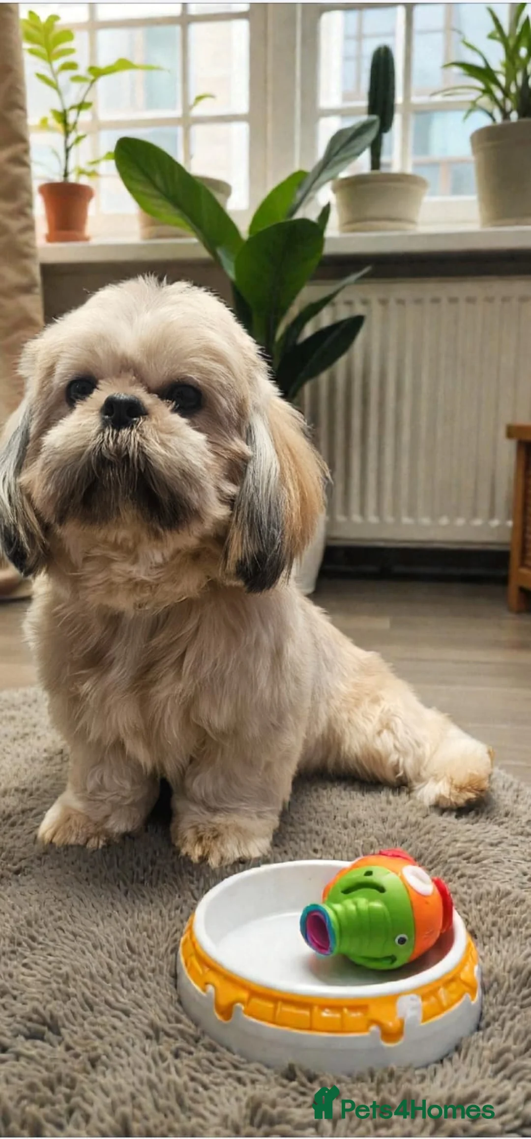 Shih Tzu dogs for sale: 💞TOP QUALITY 💞ADULT SHIH TZU 💞 - Advert 4