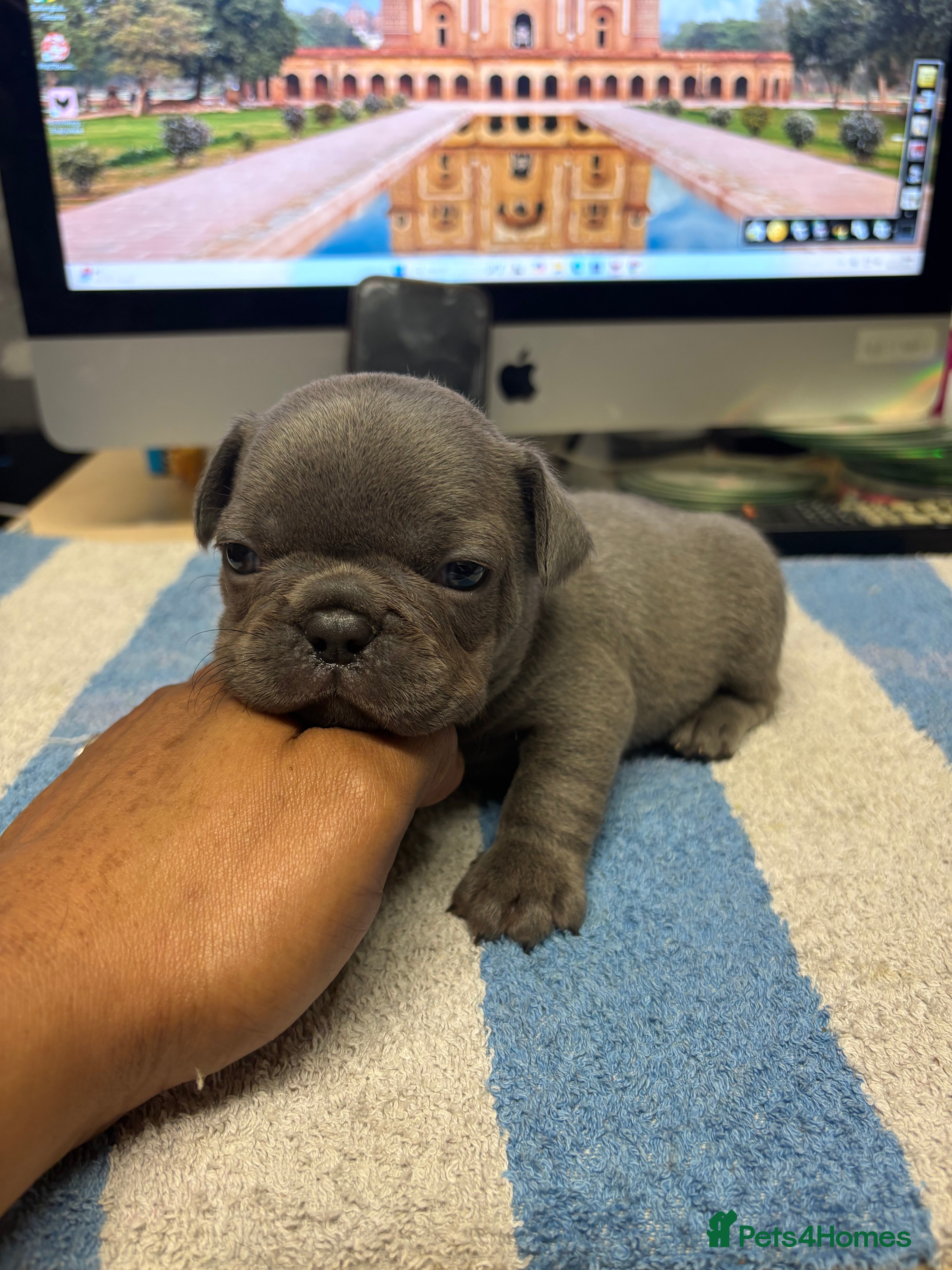 French Bulldog dogs Quality healthy french bulldog last boy available - Advert 4