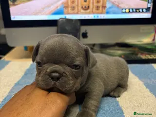 French Bulldog dogs Quality healthy french bulldog last boy available - Advert 4