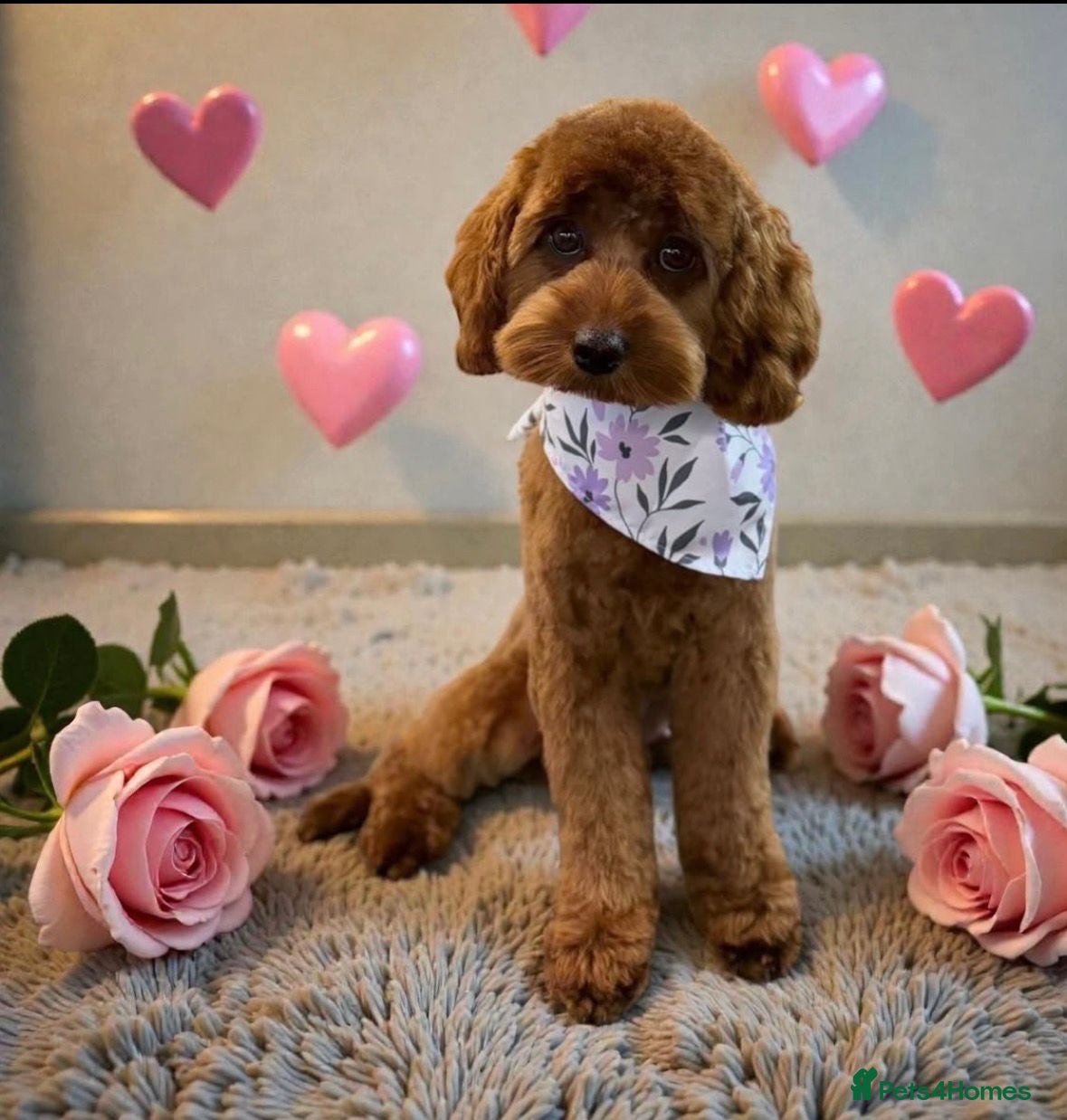 Cavapoo dogs Health tested cavapoo  - Advert 2