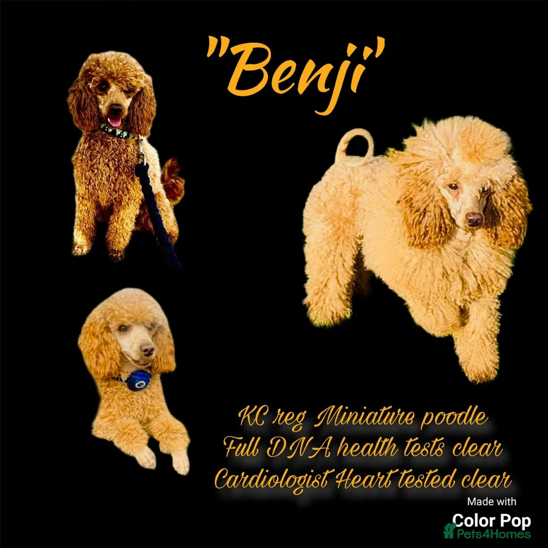 Maltipoo dogs for sale: Teddy bear Maltipoos, DNA Health tested - Advert 12