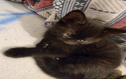 Mixed Breed cats for sale: Beautiful kittens for sale - Advert 13