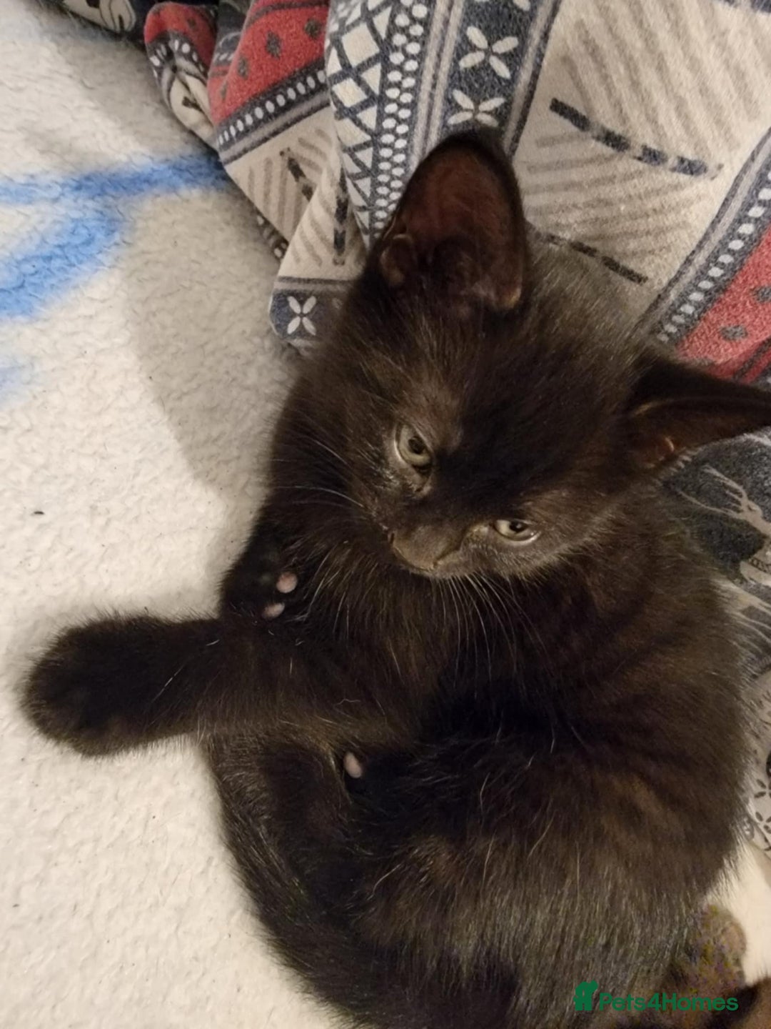 Mixed Breed cats for sale: Beautiful kittens for sale - Advert 13