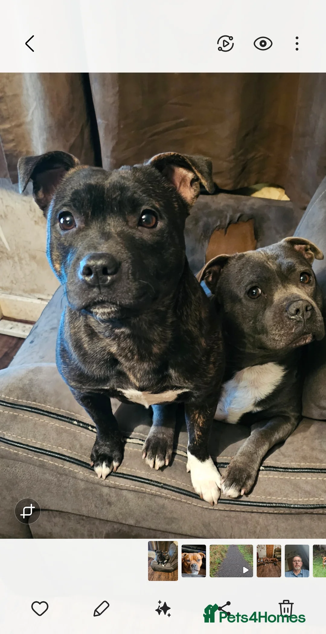 Staffordshire Bull Terrier dogs for sale: FUTURE LITTER ANNOUNCEMENT - Advert 7