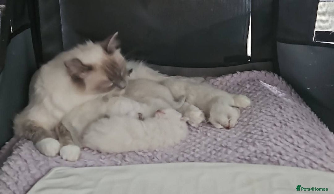 Ragdoll cats for sale: Stunning registered seal tabby ragdoll GC lines - Image 29