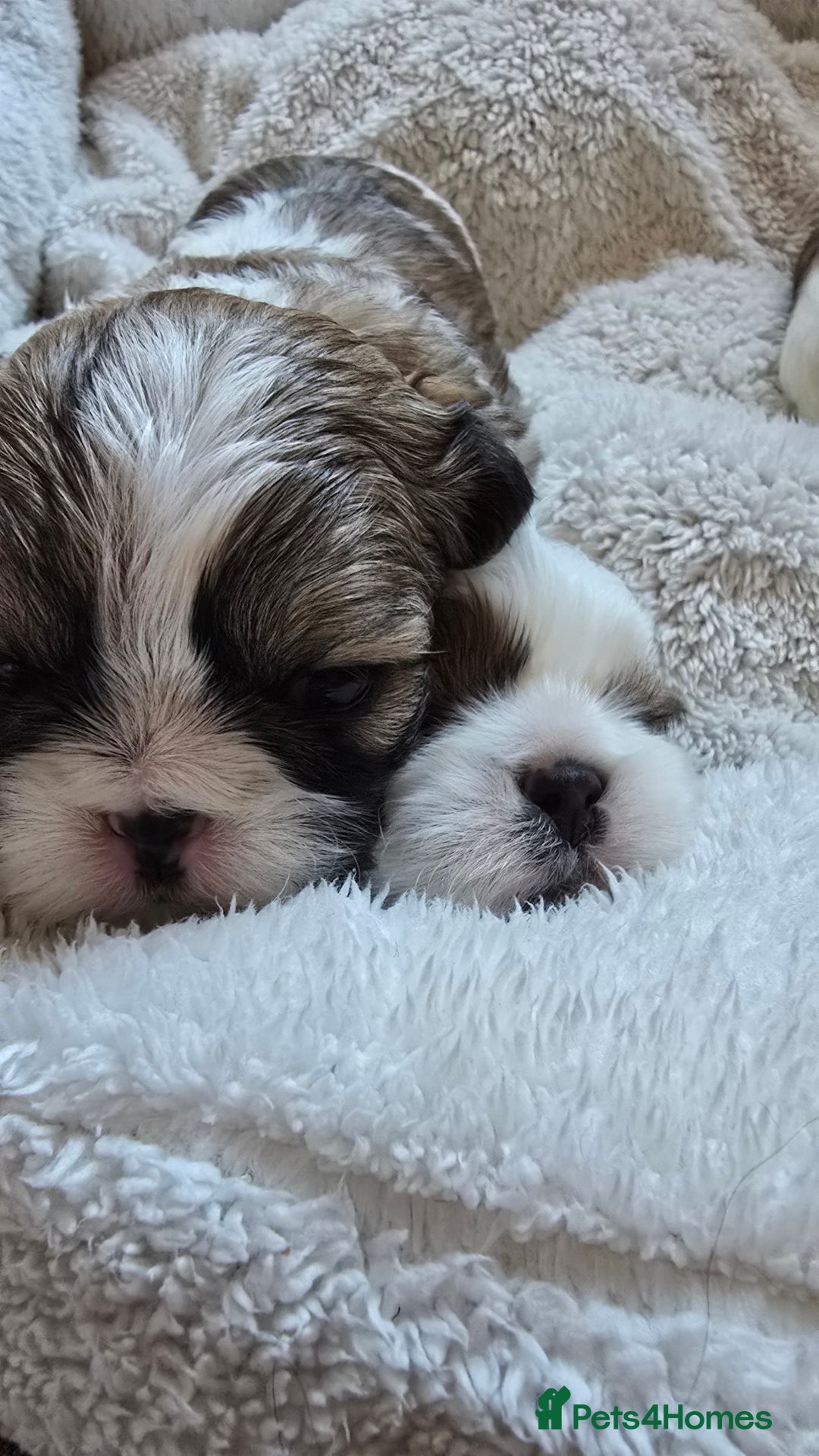Shih Tzu dogs for sale: Shih Tzu puppies for sale  - Advert 10